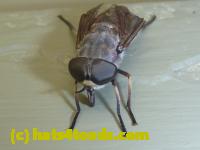 /home//u458753944/public_html/sourcegallery/////////////////Insects and small critters/flies (Diptera)/P1040894.JPG